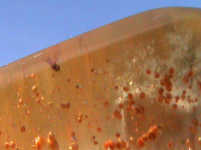 COPAL AMBER... WITH INSECT INCLUSIONS...!!