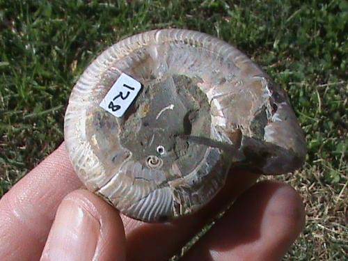 WHOLE FOSSIL AMMONITE ....+- 120 MILLION YEARS OLD...MADAGASCAR