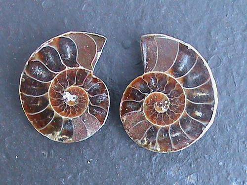 AA GRADE FOSSIL AMMONITE PAIR....MADAGASCAR
