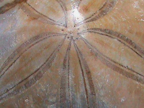 FOSSIL PANSY SHELL....