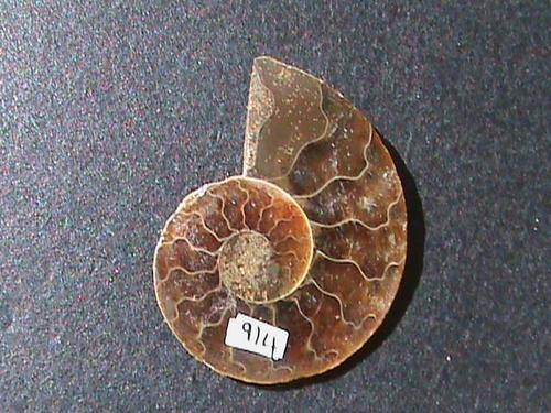 SINGLE SIDE A GRADE AMMONITE FOSSIL