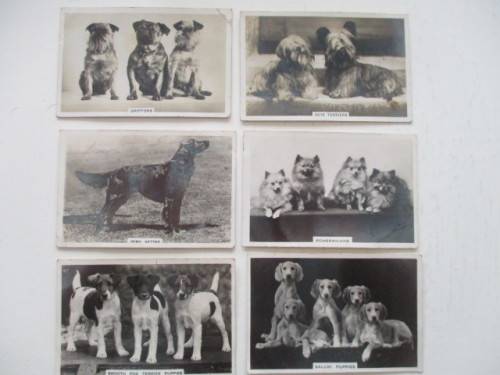 CIGARETTE CARDS /  SENIOR SERVICE / DOGS PHOTOGRAPH CARDS LOT OF  6 CARDS