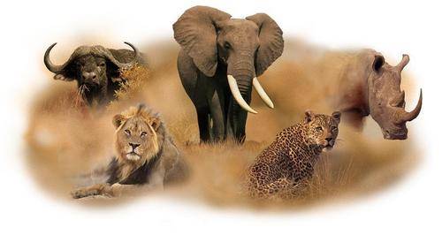 VINYL DECAL - FULL COLOUR - BIG 5