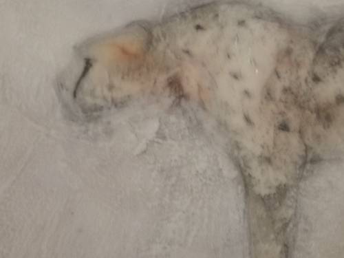 MARGOT HATTINGH ORIGINAL OIL CHEETAH