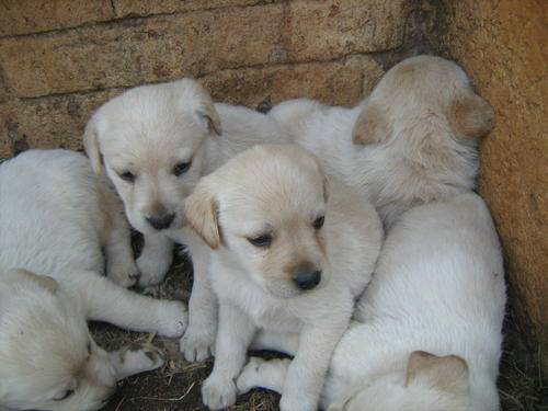 Labrador Puppies