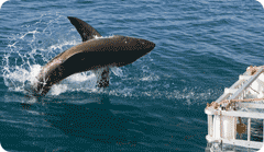 Gansbaai White Shark Projects