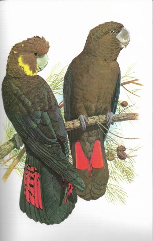 Parrots of the World 3rd Edition by Joseph M. Forshaw and William T. Cooper