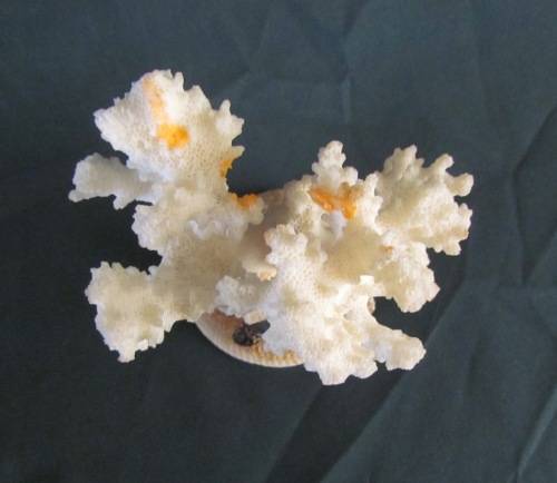 CORAL ORNAMENT on SHELL BASE=Natural Coral=Seahorse=Shells=REEF=SEA.