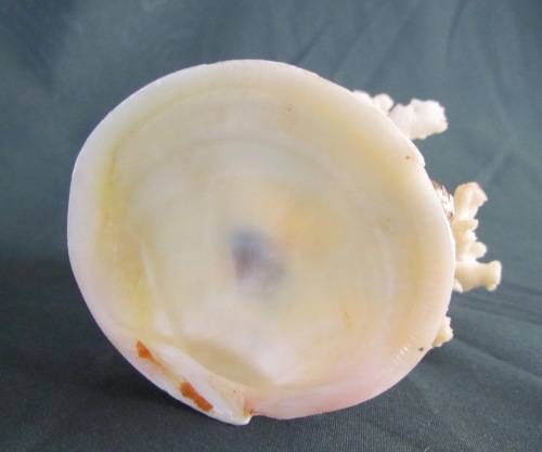 CORAL ORNAMENT on SHELL BASE=Natural Coral=Seahorse=Shells=REEF=SEA.