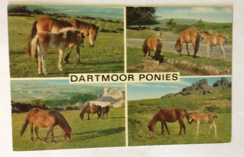 POSTCARD POST CARD GREAT BRITAIN HORSE DARTMOOR PONIES TREES ENGLAND.