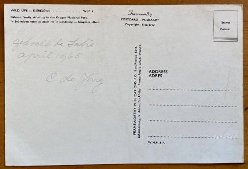 POSTCARD=BLACK + WHITE=BABOON FAMILY=KRUGER NATIONAL PARK=MONKEY=APE=PRIMATE.