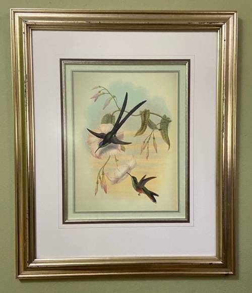AWESOME INTERNATIONAL HUMMINGBIRD / SUNBIRD PRINT FRAMED behind GLASS ABSOLUTELY STUNNING!!!