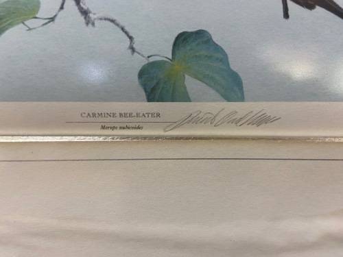 AWESOME CARMINE BEE-EATERS SIGNED LIMITED EDITION PRINT 47/250 Merops nubicoides DAVID?? Read notes!
