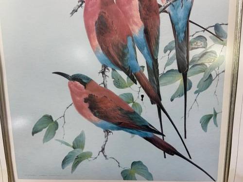 AWESOME CARMINE BEE-EATERS SIGNED LIMITED EDITION PRINT 47/250 Merops nubicoides DAVID?? Read notes!