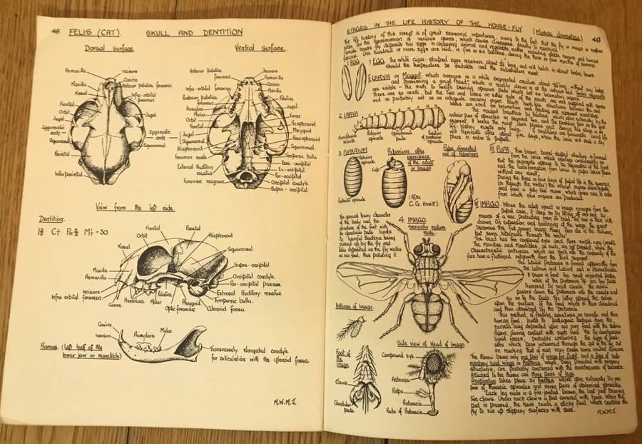 BIOLOGICAL DRAWINGS, WITH NOTES PARTS I & II - Maud Jepson, M.Sc. BOTANY & ZOOLOGY 1956/7 5TH ed.