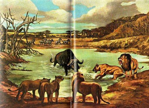 Ted Davison - WANKIE. THE STORY OF A GREAT GAME RESERVE. Hardback 1st ed. 1967. Rhodesiana.