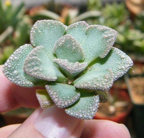 Titanopsis fullerii