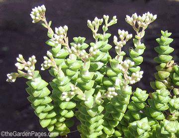 Crassula rupestris