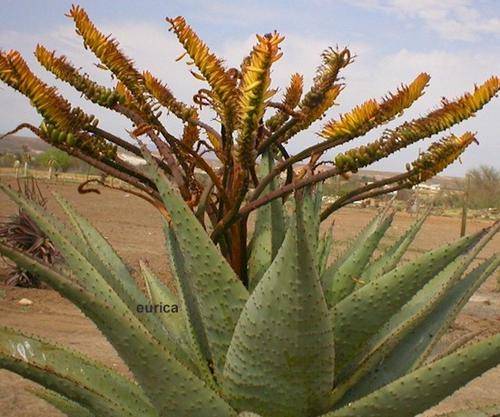 Aloe marlothii seedlings