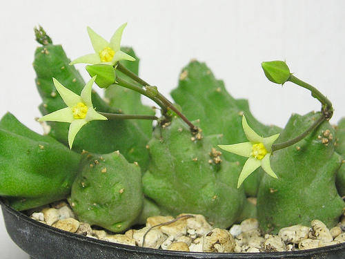 Piaranthus decorus plants