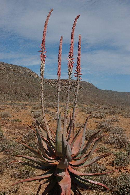 Aloe comosa seedlings
