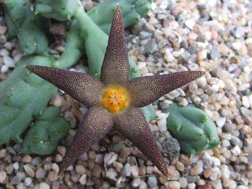 Piaranthus geminatus plants