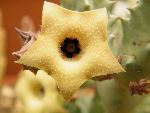 Huernia thuretti