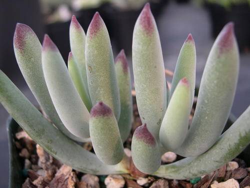 Cotyledon orbiculata