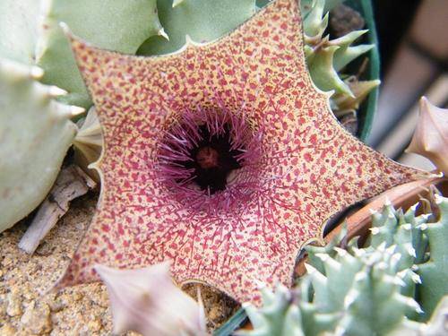 Huernia barbata
