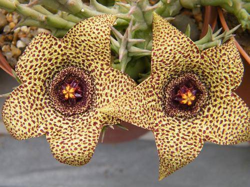 Orbea verrucosa