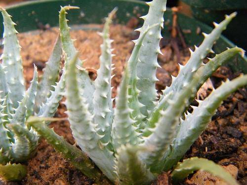 Aloe humilis