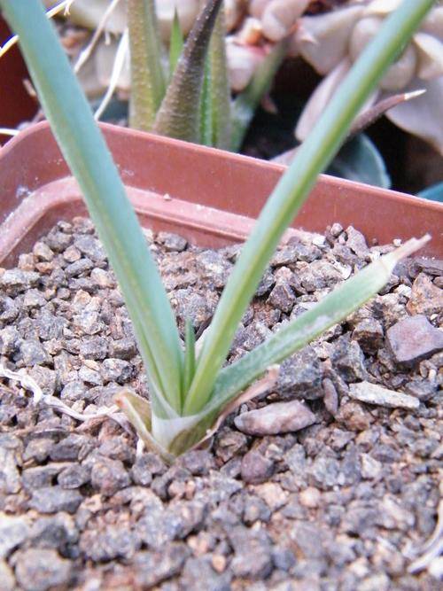 Aloe boyli seedlings