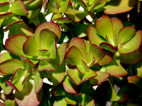 Crassula spesies mix - 5 plants