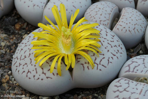 Dinteranthus vanzylii