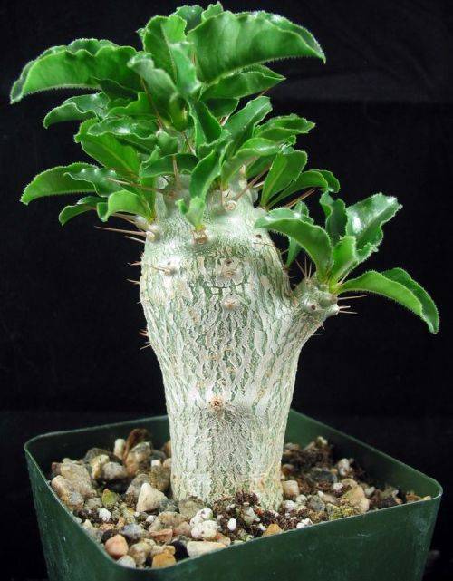 Pachypodium saundersii