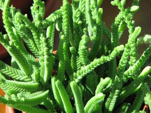 Crassula lycopodioides