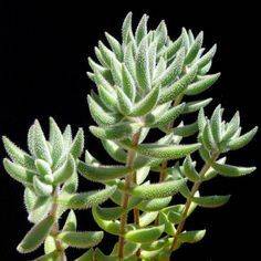 Crassula mesembryanthemoides
