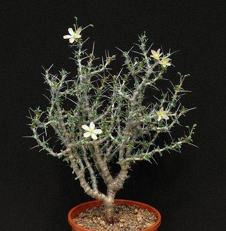 Sarcocaulon vanderitieae (Large)