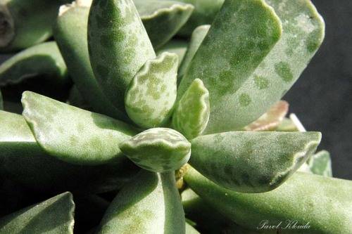 Adromischus cooperii (Festivus)