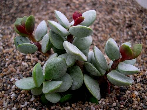 Adromischus montium-klinghardtii
