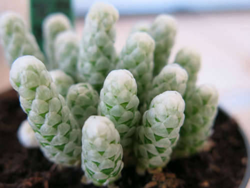 Avonia papyraceae