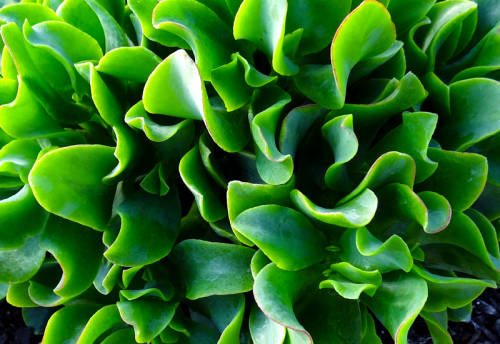 Crassula arborescens var undulata