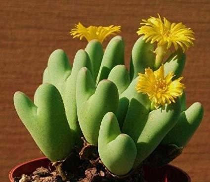 Conophytum bilobum