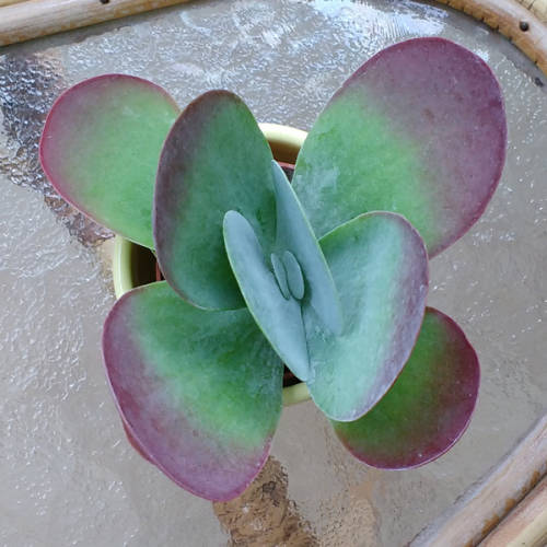 Kalanchoe thyrisiflora