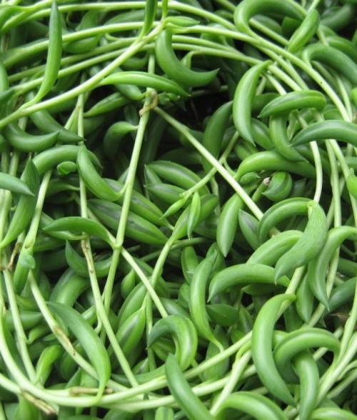 Senecio radicans (String of bananas)