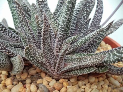 Gasteria carinata var verrucosa