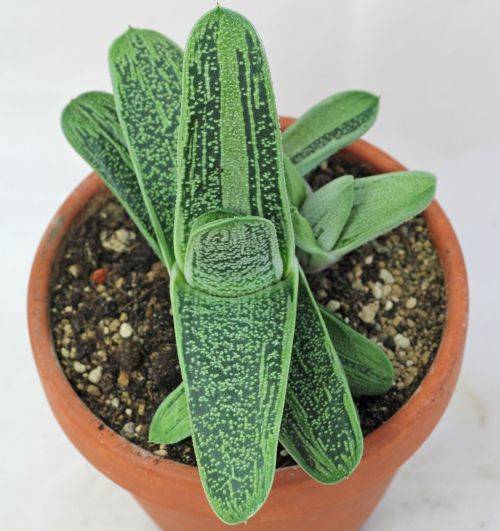 Gasteria carinata cv 'Little warty'