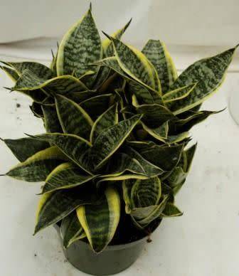 Sansevieria trifasciata 'Golden Hahnii'
