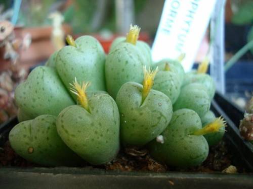 Conophytum uviforme