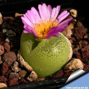 Conophytum pillansii (subfenestratum)